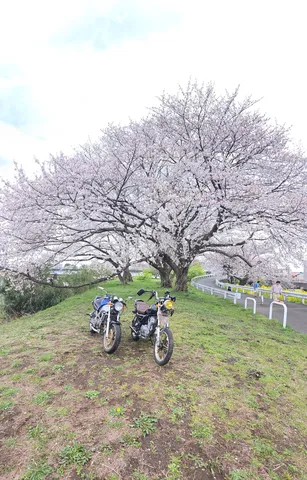 桜と二輪の春風