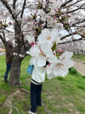 風に揺れる桜、春の訪れ