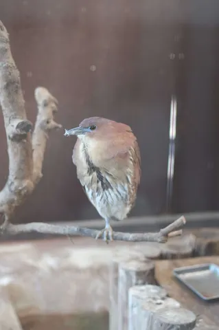 枝にとまる、憂いを帯びた野鳥