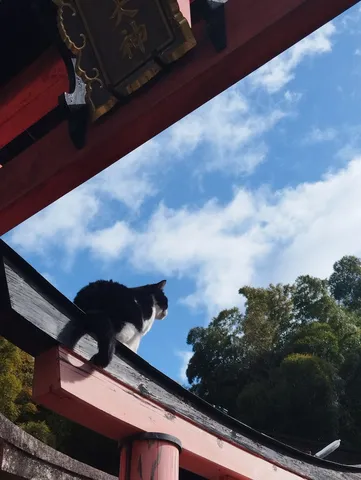 朱塗り梁の上の猫