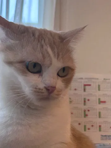 カレンダーに視線を落とす猫