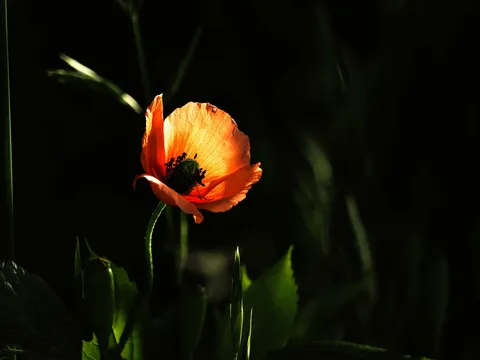 光を照らす一輪の花