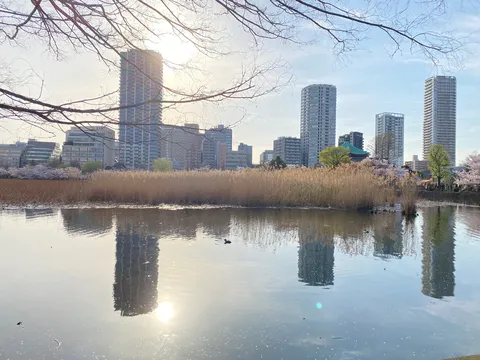 都会の水鏡と桜風景