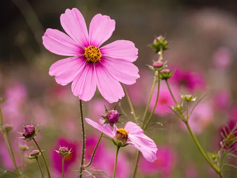 花芯へ集まる午後
