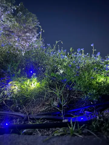 夜に灯る青い光と草花
