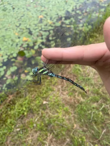 水辺に光る青緑の翼