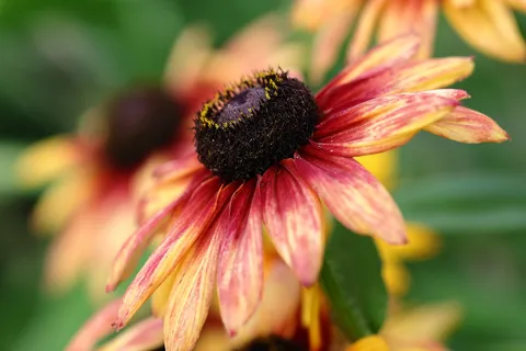 秋色の花びらが踊る一輪