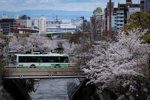 春の主役は、バスと桜？