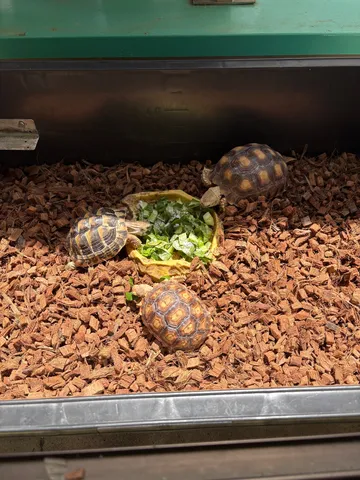 リクガメたちのランチタイム