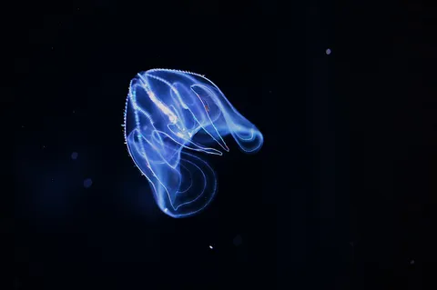 深海からの青い光の訪問者