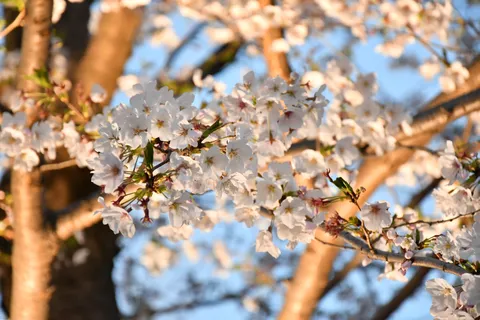 桜咲き誇る