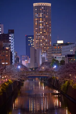 煌めく水辺の夜桜、都会の調べ