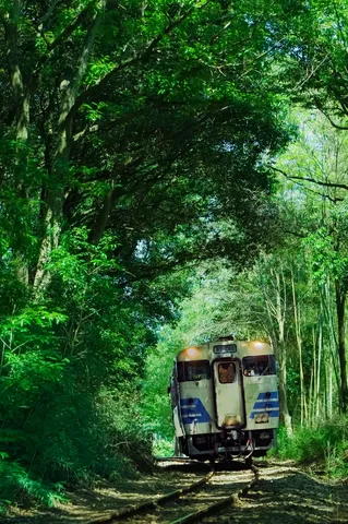 森のトンネルを抜ける列車