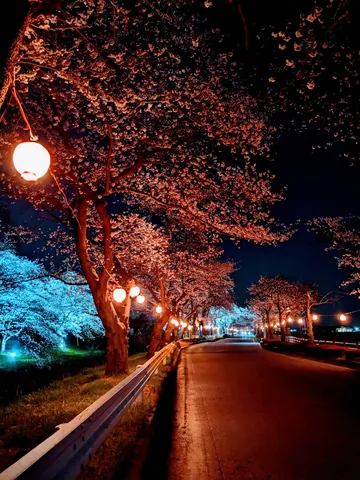 二色の光が誘う夜桜回廊