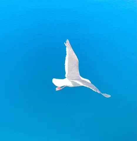 水面を渡る白い翼