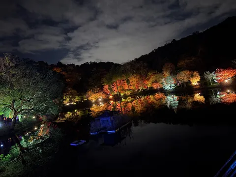 夜空に灯る、幻想的な水鏡の紅葉