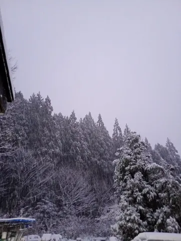 雪景色、森は静かに