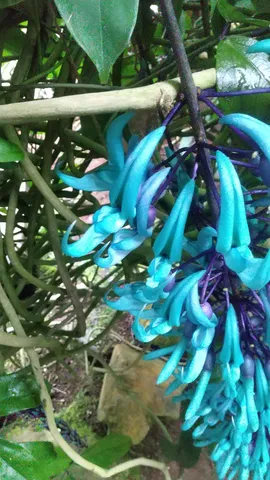涼やかな花の群れ