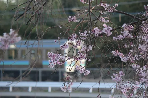 春の訪れ、電車と桜の邂逅