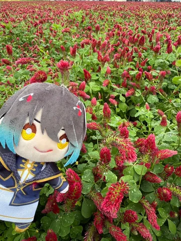 ぬいぐるみと広がる緋色の絨毯