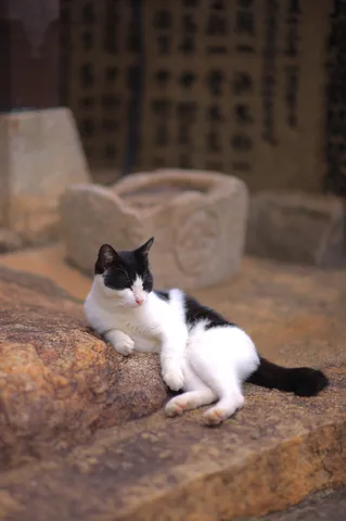 岩の上でくつろぐ猫
