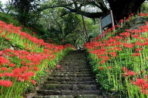 石段と赤い花の道