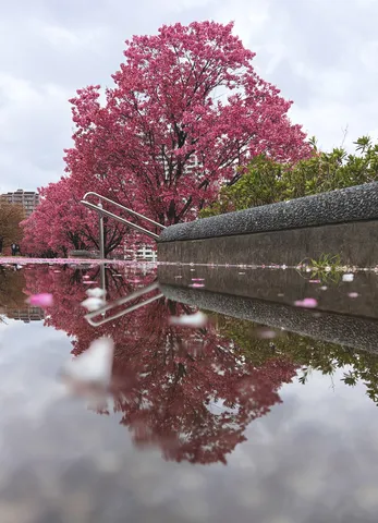 鮮やかな桜と水面の絶景