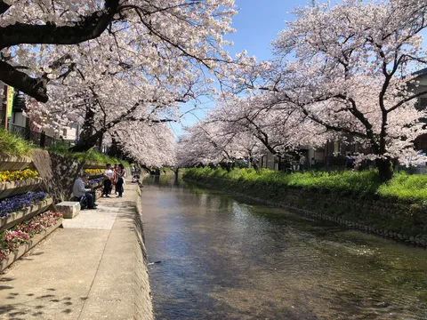 川辺の桜、人生のひととき