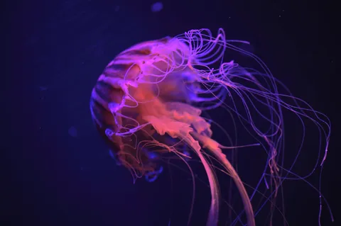 海の光の旋律が揺れる