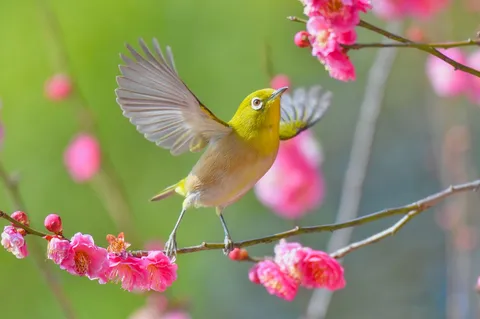 春を告げる、小さな旅人