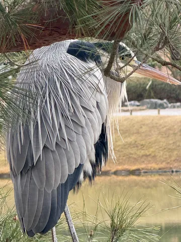 松の影に佇む水辺の鳥