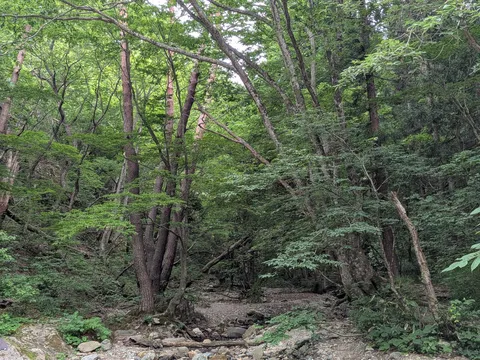 静寂に包まれた木漏れ日の道