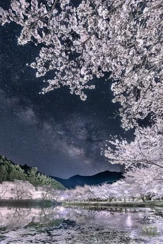 星空と桜、水鏡の幻想