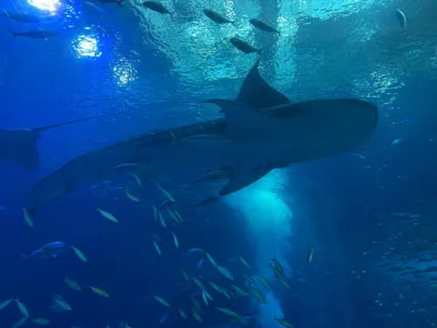 悠久の海、巨大な生命との遭遇