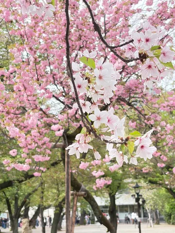 春風に揺れる桜、優しく微笑む
