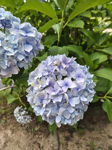 雨上がりのアジサイ、しっとりとした美しさ