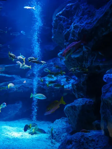 青き泡の迷宮、魚たちの楽園