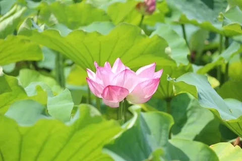 水面に咲く、淡いピンクの蓮の花