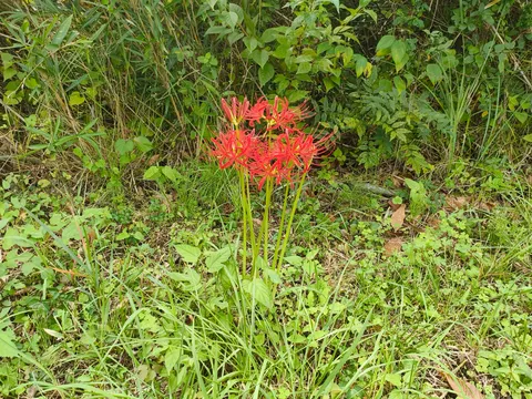 赤い花が静かな風景を染める