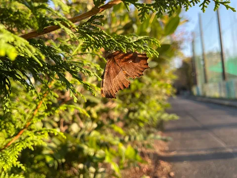 葉と影の小さな旅路