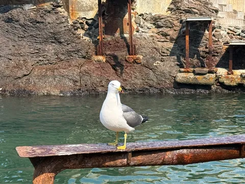港の番人、カモメさん