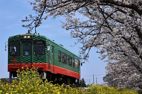 桜と菜の花の絨毯を行く