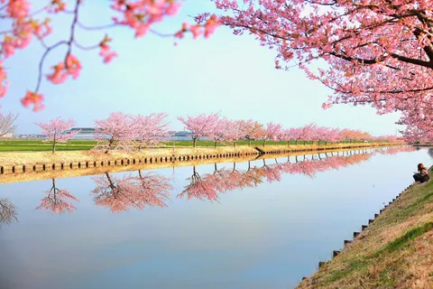 水面にほどける桜並木