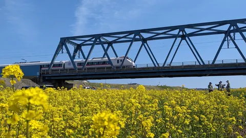 菜の花と鉄橋、旅情を誘う風景