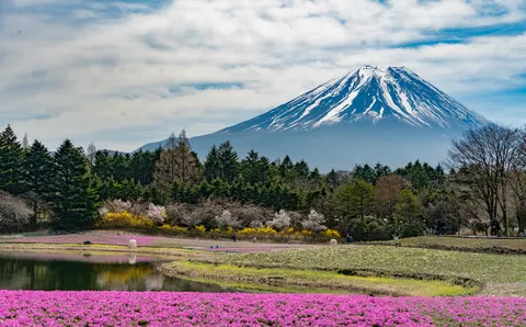 桃色の絨毯と霊峰