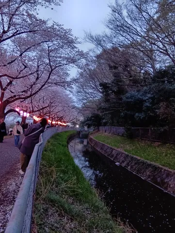 夜桜と水辺の静かな時間
