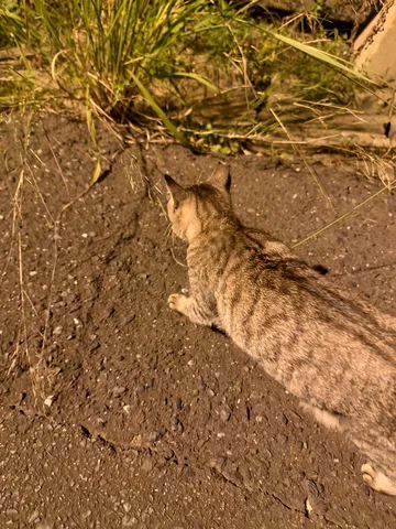 夜のアスファルトを歩く猫