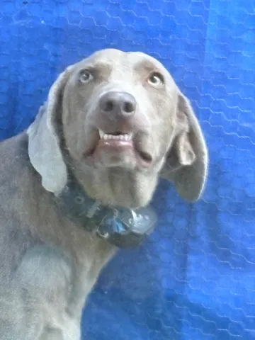 カメラ目線で何かを訴える犬