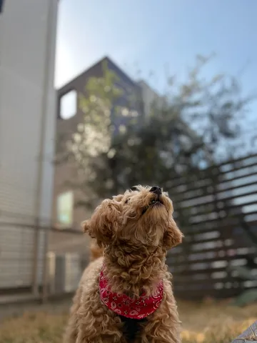 晴れ間を待つ、子犬のまなざし