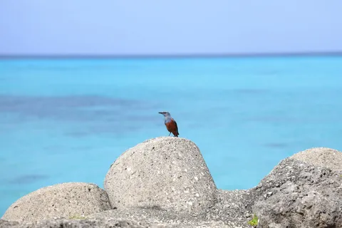 岩と鳥と青い海